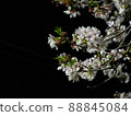 Cherry blossoms in the park at night 88845084