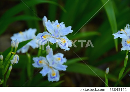 Shaga的花朵 Shaga的花朵 88845131