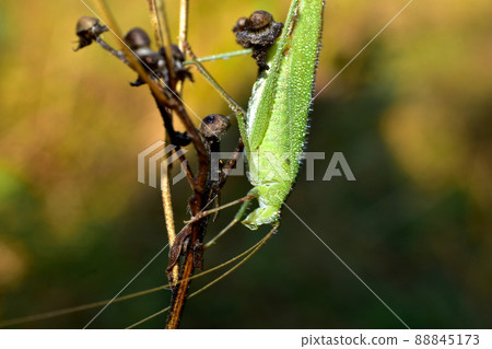 Close-up of a large green grasshopper. 88845173