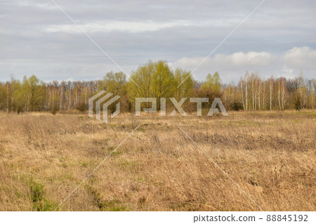 Field with yellow grass and trees. Field with yellow grass and trees. 88845192