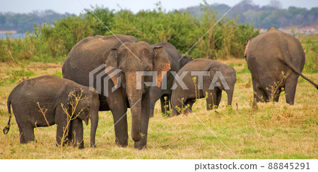 Sri Lankan Elephant, Minneriya National Park, Sri Lanka 88845291