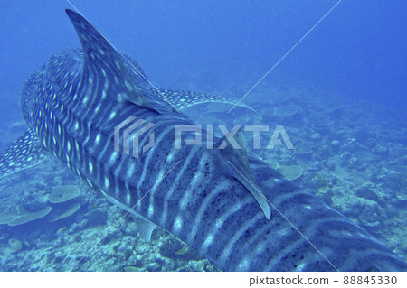 Whale Shark, South Ari Atoll, Maldives Whale Shark, South Ari Atoll, Maldives 88845330