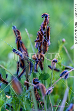Many caterpillars on the leaf. Malacosoma castrensis, ground lackey Many caterpillars on the leaf. Malacosoma castrensis, ground lackey 88845464