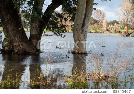 Eucalyptus trees in the water in the lake in a picturesque place. Reflection in the water of trees. Eucalyptus trees in the water in the lake in a picturesque place. Reflection in the water of trees. 88845467