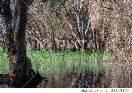Eucalyptus trees in the water in the lake in a picturesque place. Reflection in the water of trees. Eucalyptus trees in the water in the lake in a picturesque place. Reflection in the water of trees. 88845503