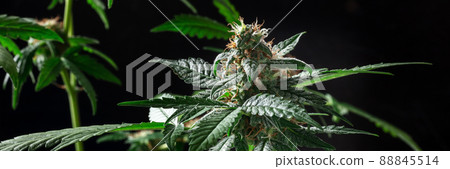 Blooming cannabis plants panorama on a dark background. Green leaves Blooming cannabis plants panorama on a dark background. Green leaves 88845514
