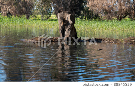 Eucalyptus trees in the water in the lake in a picturesque place. Reflection in the water of trees. Eucalyptus trees in the water in the lake in a picturesque place. Reflection in the water of trees. 88845539