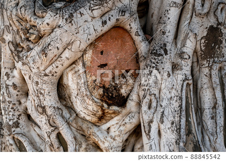 Old olive tree trunk, roots and branches Old olive tree trunk, roots and branches 88845542