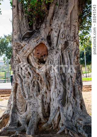 Old olive tree trunk, roots and branches 88845543