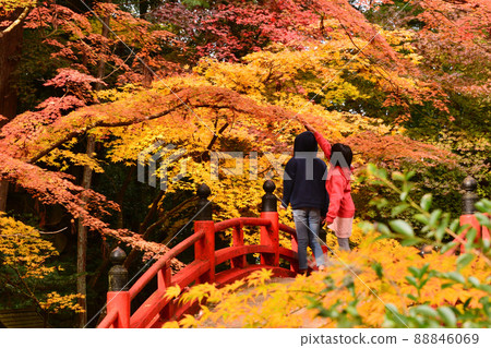 Autumn leaves of Mt. Imakano, Sera-gun, Hiroshima Autumn leaves of Mt. Imakano, Sera-gun, Hiroshima 88846069