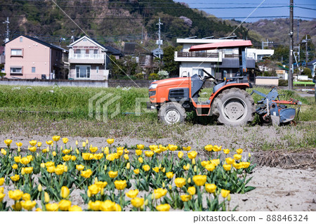 Hamura City, Tokyo, Paddy Tulip Field in front of Negarami, Cultivator 88846324