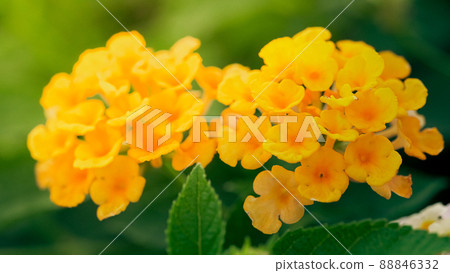 Lantana Camara flower with orange color in tropical area. Thailand garden with fresh feeling air. Cloth of gold flower. Lantana Camara flower with orange color in tropical area. Thailand garden with fresh feeling air. Cloth of gold flower. 88846332