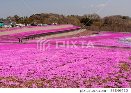 栃木縣市海町芝櫻公園全景 栃木縣市海町芝櫻公園全景 88846410
