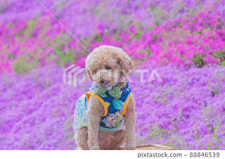 狗和馬賽克櫻桃樹 狗和馬賽克櫻桃樹 88846539