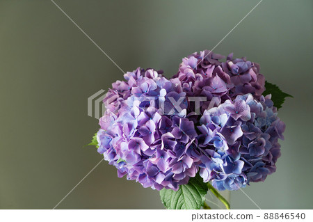 Hydrangea rainy season vase 88846540