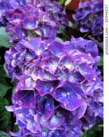 Hydrangea Magical Hydrangea Magical 88846817