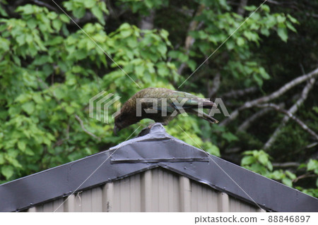 新西蘭_Routeburn_Wild Bird 11 新西蘭_Routeburn_Wild Bird 11 88846897