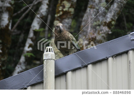 新西蘭_Routeburn_Wild Bird 12 新西蘭_Routeburn_Wild Bird 12 88846898