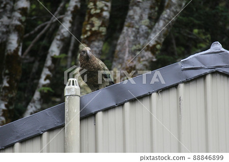 新西蘭_Routeburn_Wild Bird 13 新西蘭_Routeburn_Wild Bird 13 88846899