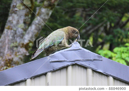 新西蘭_Routeburn_Wild Bird 14 新西蘭_Routeburn_Wild Bird 14 88846900