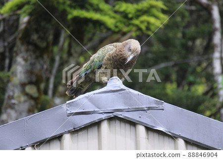 New Zealand_Routeburn_Wild Bird 18 88846904