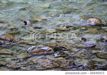 新西蘭_Routeburn_Wild Bird 26 新西蘭_Routeburn_Wild Bird 26 88846915