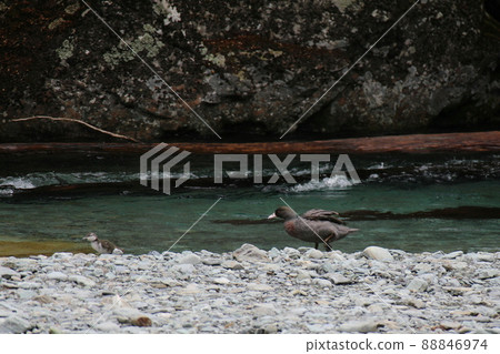 新西蘭_Routeburn_Wild Bird 54 新西蘭_Routeburn_Wild Bird 54 88846974