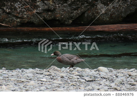 新西蘭_Routeburn_Wild Bird 55 新西蘭_Routeburn_Wild Bird 55 88846976