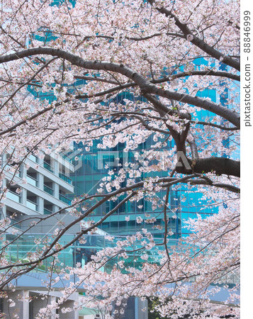 Spring in Roppongi where cherry blossoms bloom Spring in Roppongi where cherry blossoms bloom 88846999