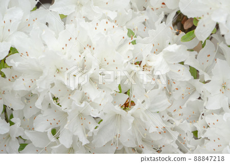 Satsuki flowers in full bloom 88847218