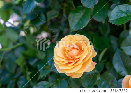 rose rose 88847282