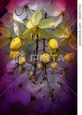 Closed up of Golden Shower Flower with colorful gradient. Closed up of Golden Shower Flower with colorful gradient. 88847301