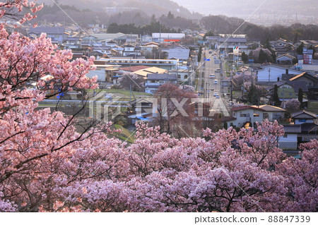 Sakura in Takato Castle Ruins Park, Nagano Prefecture Sakura in Takato Castle Ruins Park, Nagano Prefecture 88847339