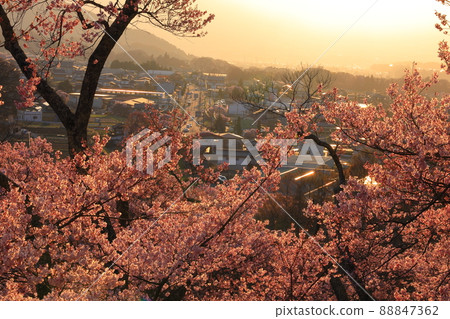 長野縣高遠城跡公園的櫻花 長野縣高遠城跡公園的櫻花 88847362