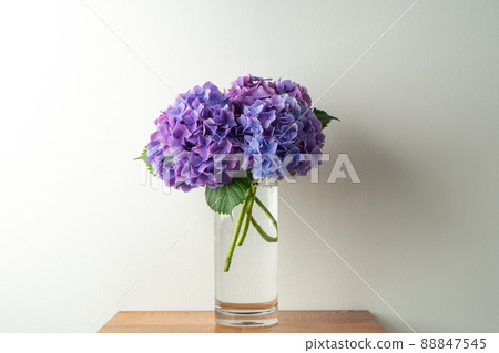 繡球花繡球花道 繡球花繡球花道 88847545