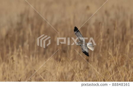 Flying male Hen Harrier Flying male Hen Harrier 88848161