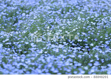Nemophila butterfly 88848201
