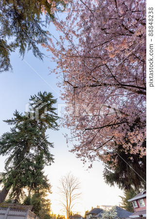 Cherry Blossoms in a residential neighborhood. Cherry Blossoms in a residential neighborhood. 88848238
