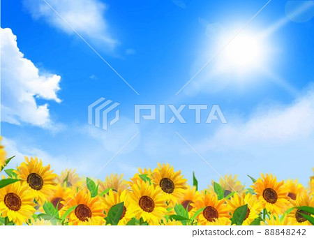 Early summer frame background material of sunflower field where beautiful sunflowers bloom under the sun in the blue sky with clouds 88848242