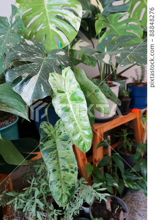 Marina Ruy Barbosa, Paraiso Verde or Philodendron paraiso verde or verdant paradise or Philodendron paraiso Marina Ruy Barbosa, Paraiso Verde or Philodendron paraiso verde or verdant paradise or Philodendron paraiso 88848276