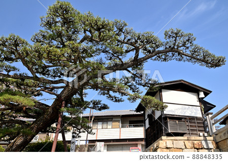 Kintaikyo Bridge, Iwakuni City and Yarikokashi Pine 88848335