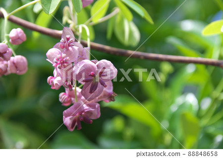 阿克比花 88848658
