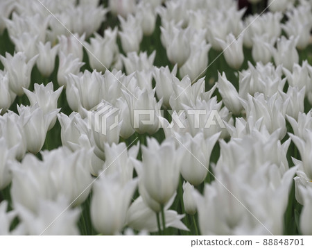 Tulip 88848701
