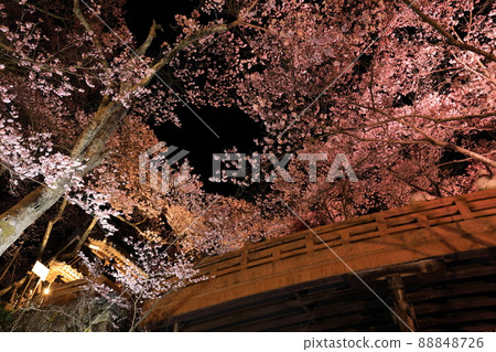 Illuminated cherry blossoms at Takato Castle Ruins Park Illuminated cherry blossoms at Takato Castle Ruins Park 88848726