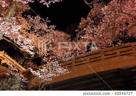Illuminated cherry blossoms at Takato Castle Ruins Park 88848727