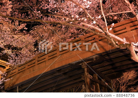 Illuminated cherry blossoms at Takato Castle Ruins Park 88848736