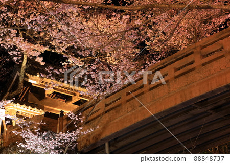 Illuminated cherry blossoms at Takato Castle Ruins Park 88848737