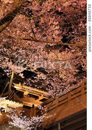 高遠城跡公園的燈火通明的櫻花 88848738