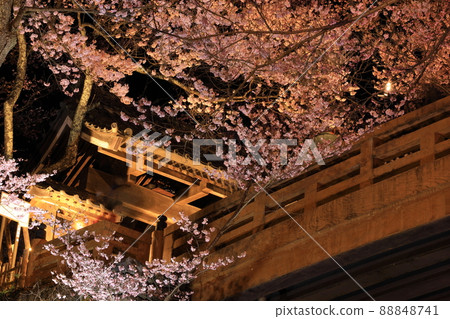 Illuminated cherry blossoms at Takato Castle Ruins Park 88848741
