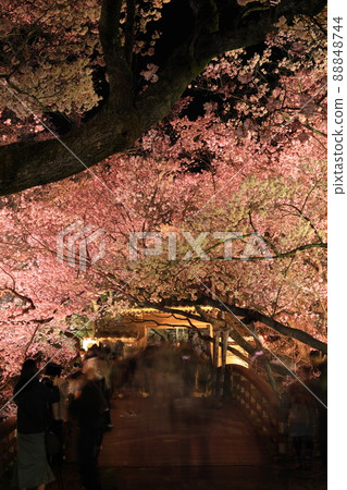 Illuminated cherry blossoms at Takato Castle Ruins Park 88848744